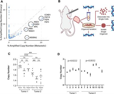 Digital droplet PCR analysis of organoids generated from mouse mammary tumors demonstrates proof-of-concept capture of tumor heterogeneity
